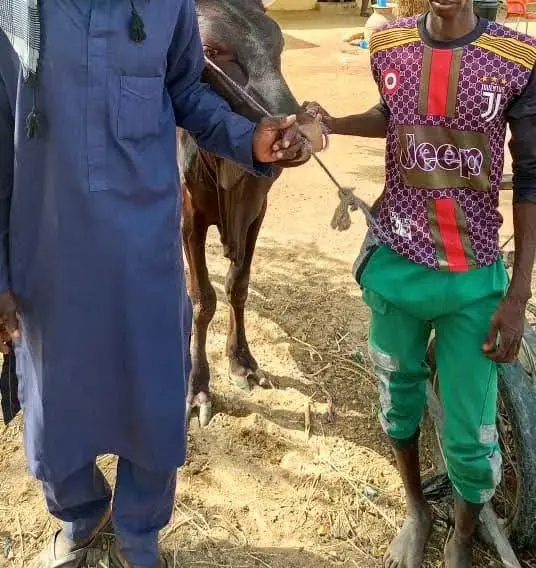 Police Arrests Cattle Rustler, Motor Cycle Theft In Yobe