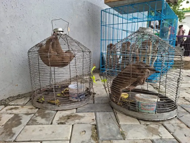 Customs Intercept Trafficked Wildlife, Arrests Three Suspects Along Daura/Kano Axis